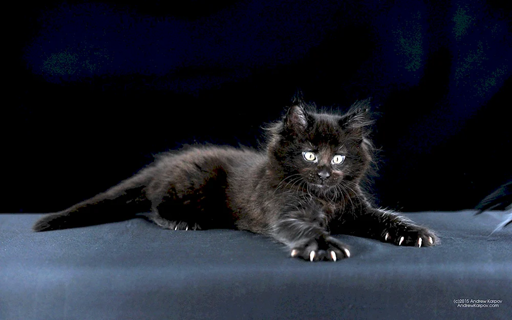Maine Coon schwarz