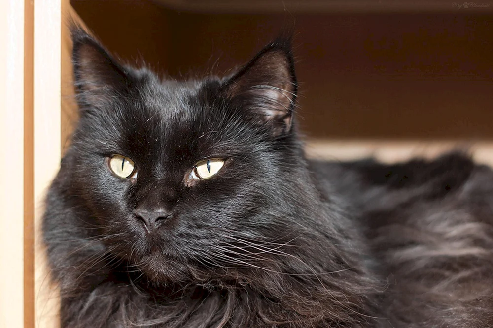 Chantilly Tiffany Katze