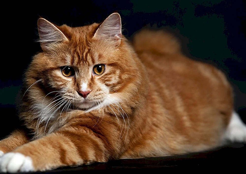 Sibirische Maine Coon rot