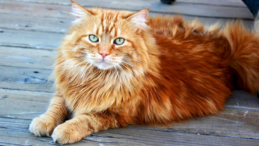 Sibirische Katze hell