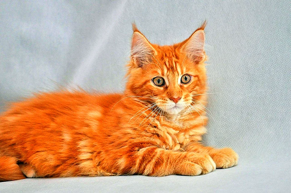 Waschbär rot