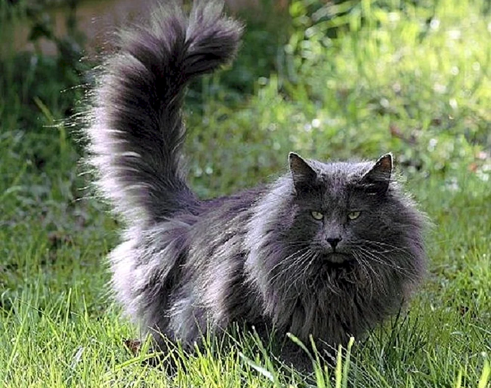Dalnest Östliche Waldkatze Prionailurus bengalensis euptilurus