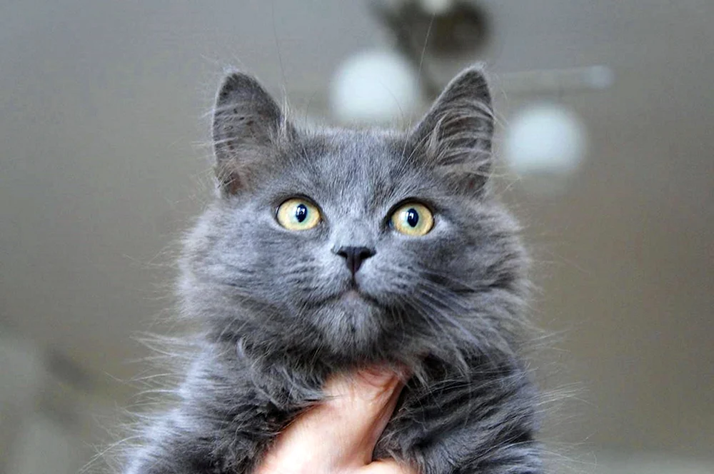 Smoky Katze
