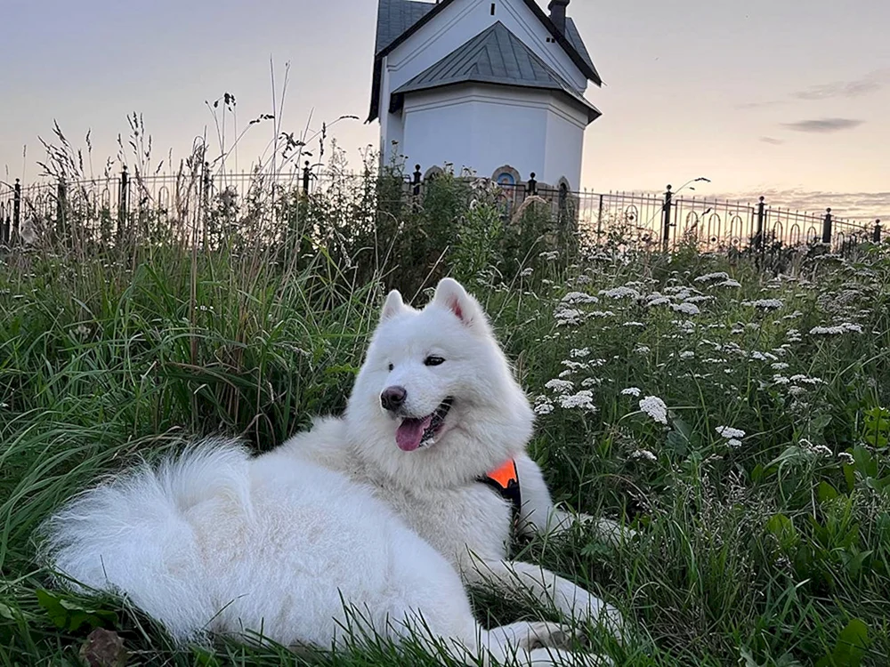 Samoyed Husky