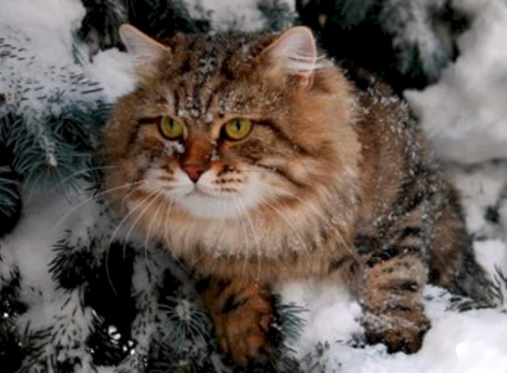 Sibirische Katze Ussuri