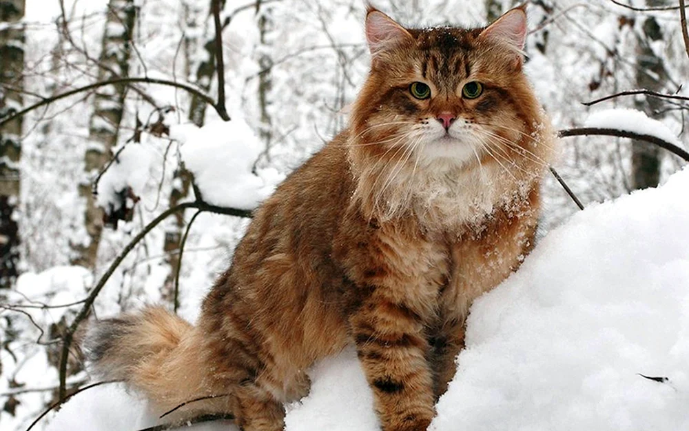 Norwegische Langhaar Waldkatze