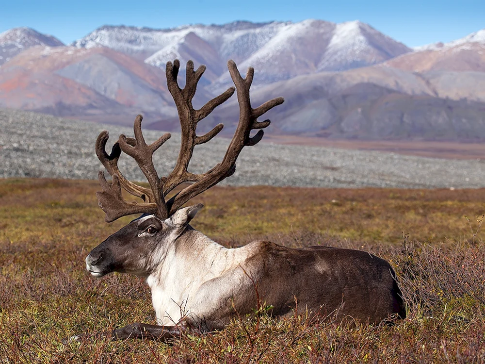 Sibirisches Tundra-Rentier