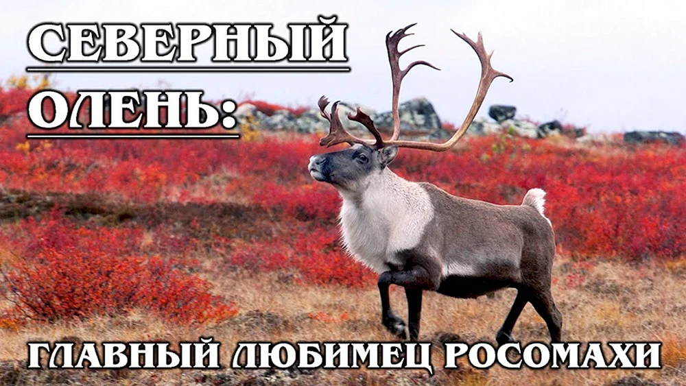 Sibirisches Tundra-Rentier Rentier