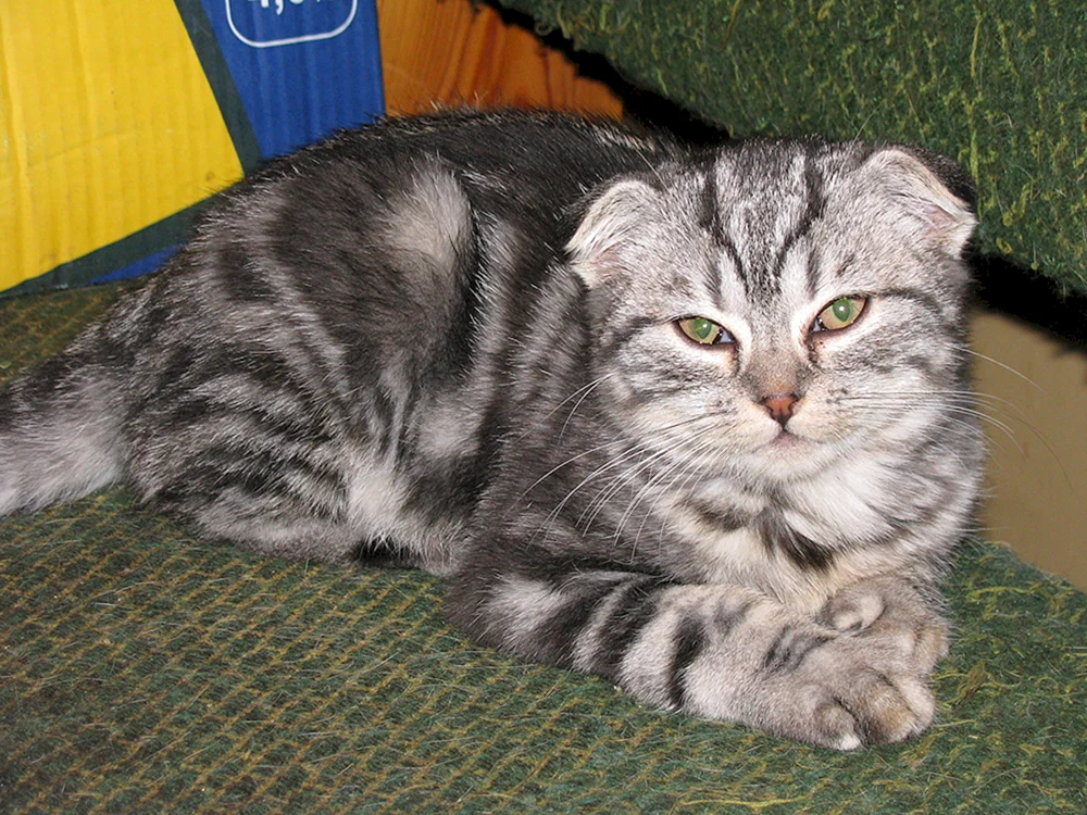 Sibirische Schopfkatze