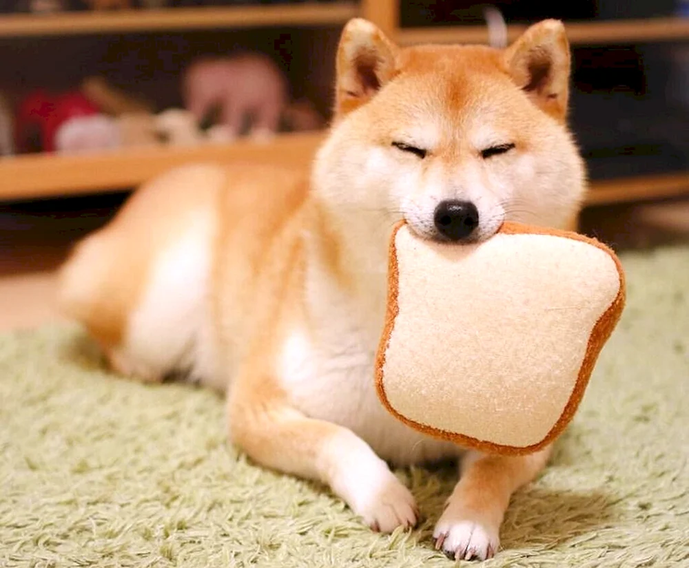 Shiba inu