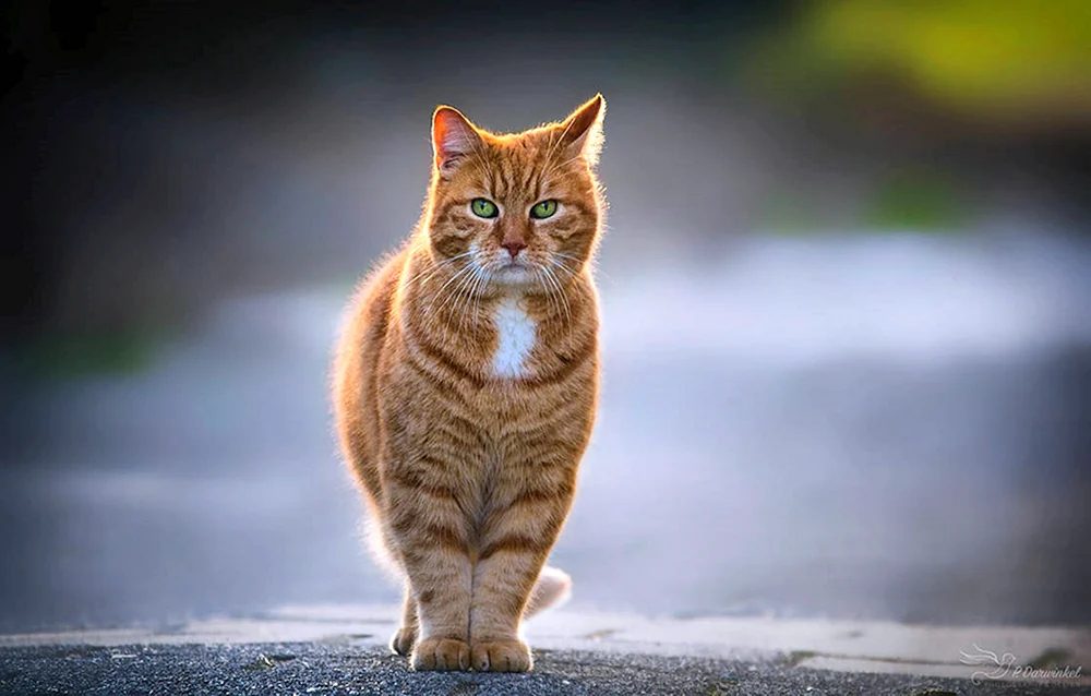 Sitzende Katze