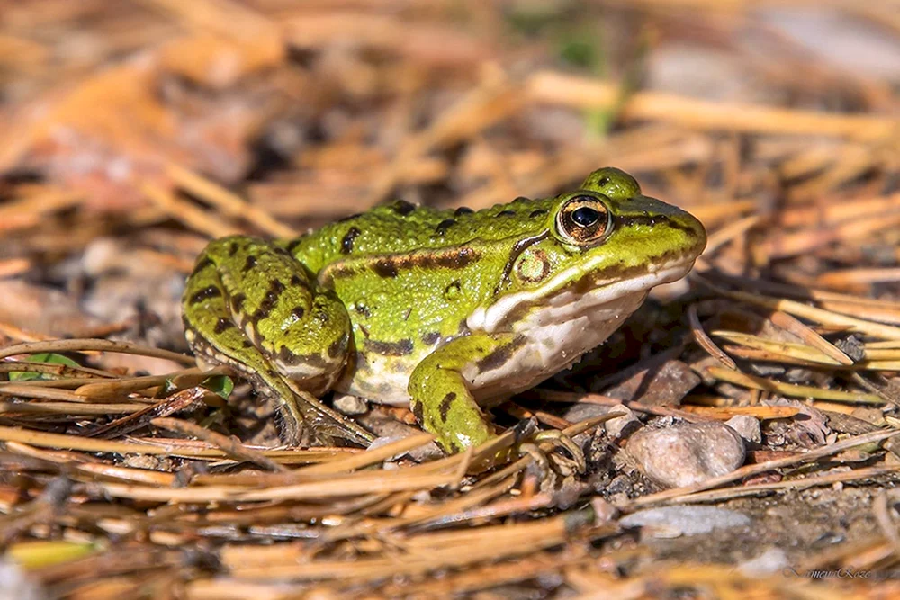 Essfrosch Pelophylax esculentus