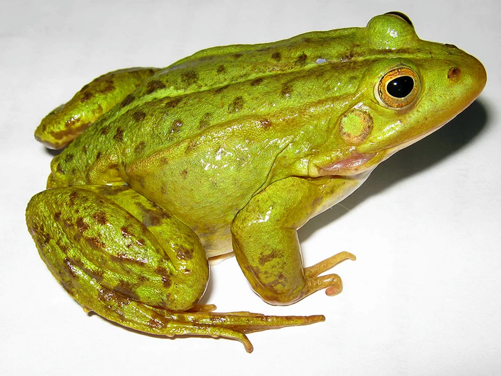 Speisefrosch Pelophylax esculentus