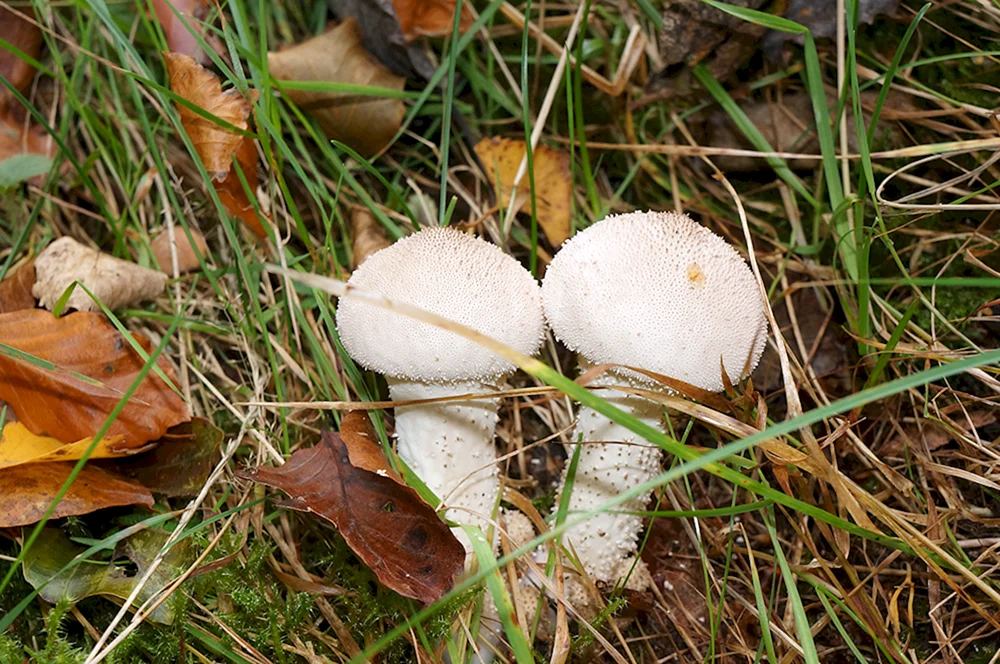 Weißer Kichererbsen- und Pappelpilz