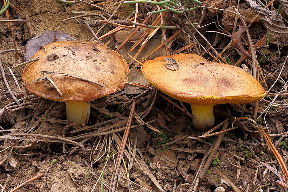 Moospilz und Schmetterlingspilz