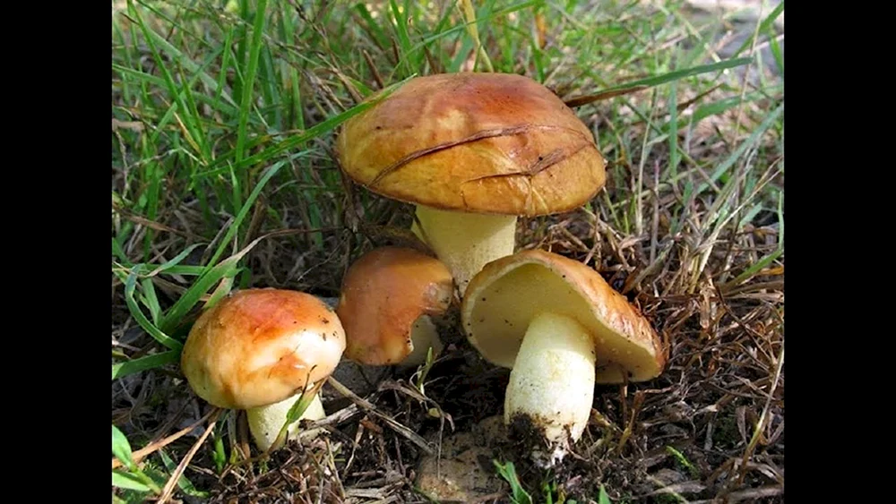 Essbare Schmetterlingspilze