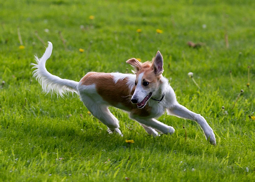 Silken Windhund