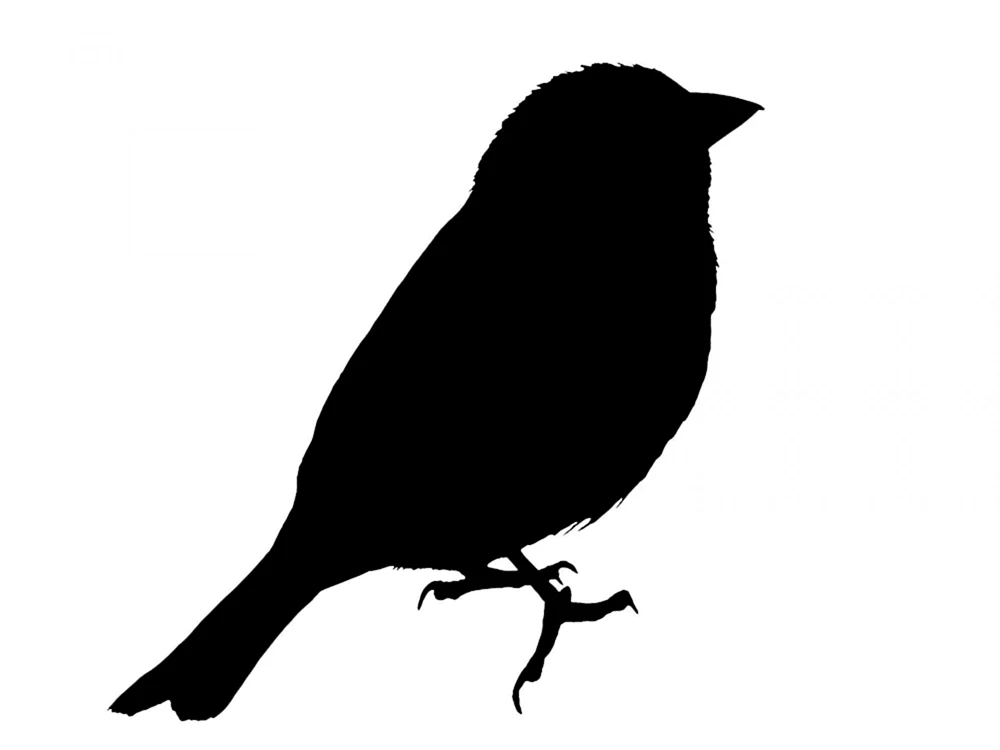 Vögel zum Ausmalen
