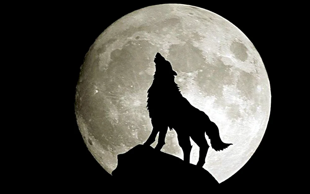 heulender Wolf Musiker