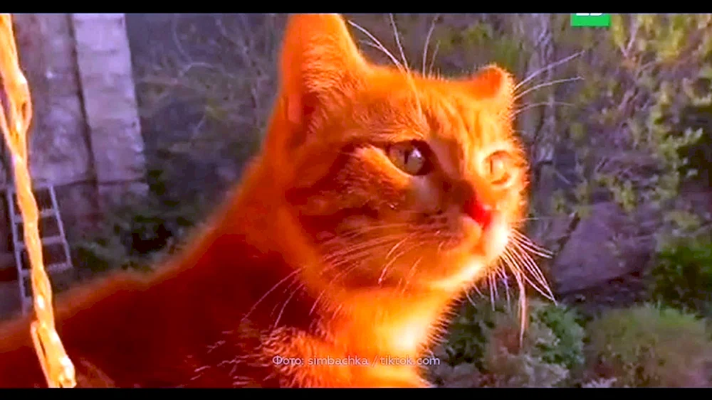 Simba tick tock