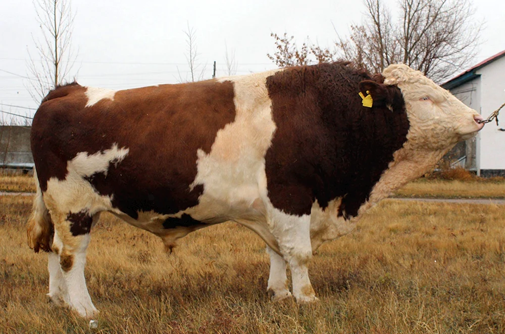 Fleckviehrasse