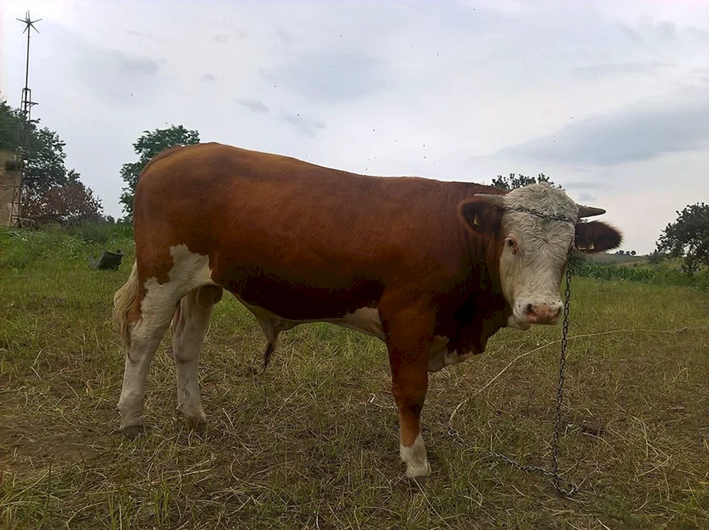 Simmentaler Rinderrasse