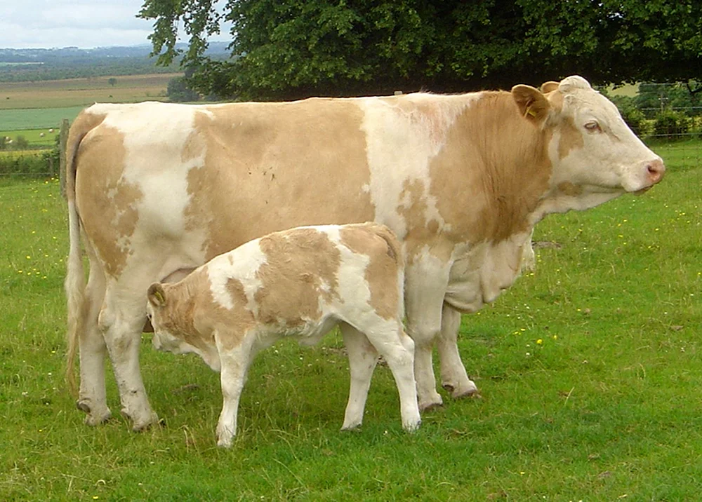 Simmentaler Stier