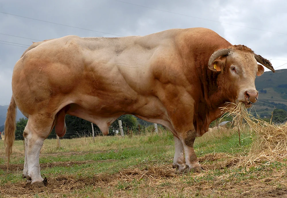 Simmentaler Rinderrasse