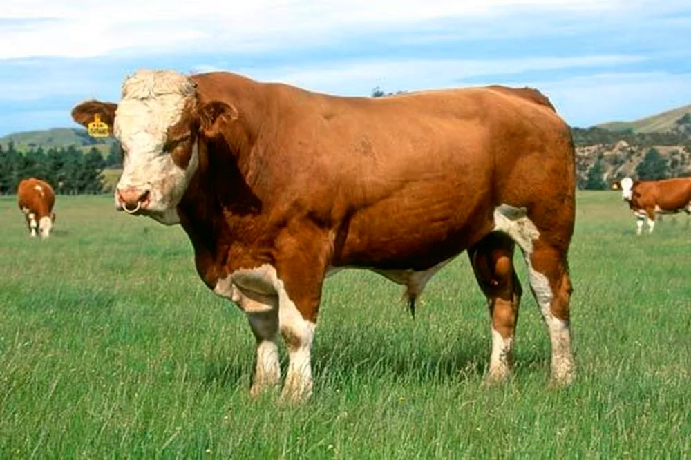 Simmentaler Rinderrasse