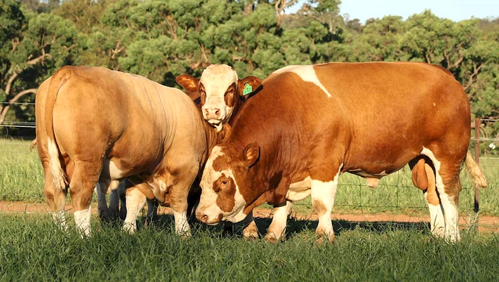Simmentaler Rinderrasse