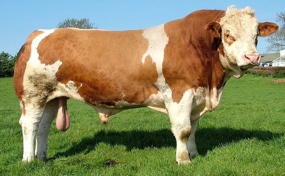 Simmental Rinderrasse