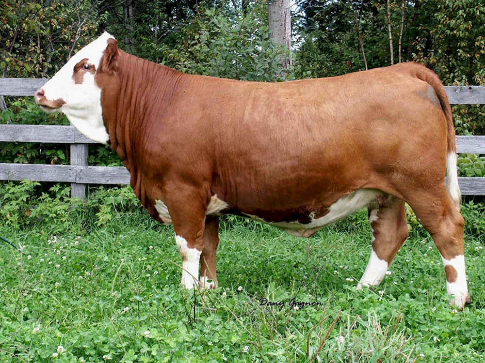 Simmentaler Rinderrasse