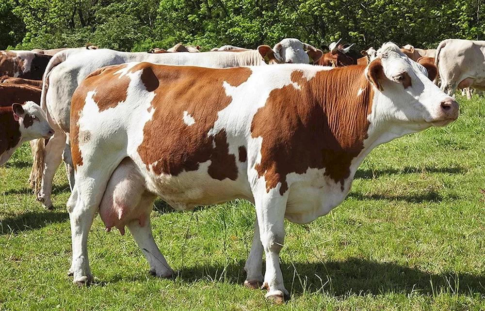Simmentaler Stier