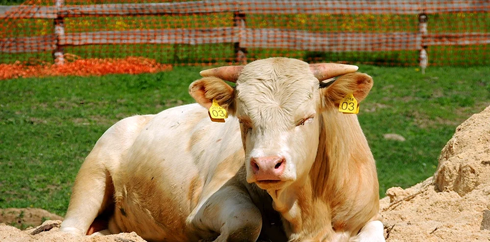 Simmentaler Stier