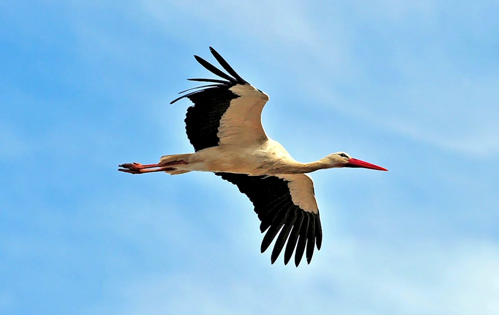 Storch - Kranich von Jakutien
