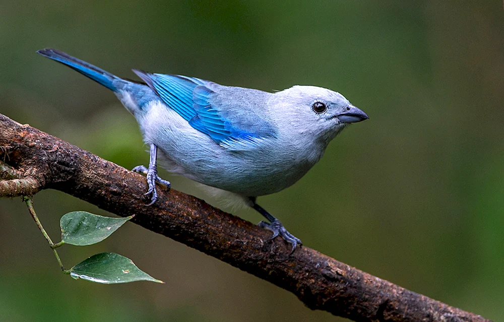 Fliederdrossel Myophonus caeruleus