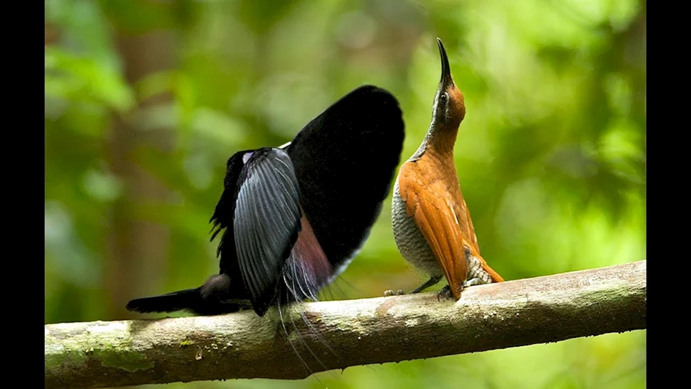 Blauköpfiger Prachtparadiesvogel