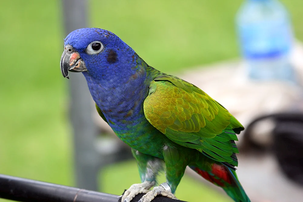 Blaukopf-Pionus