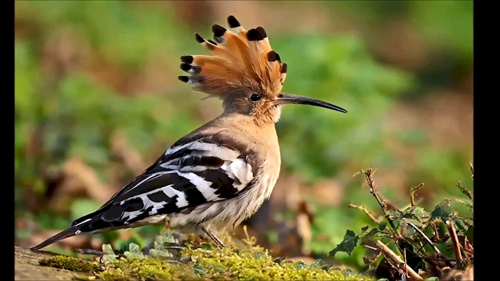 Blauschopfpieper