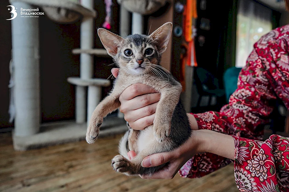 Singapore Katze