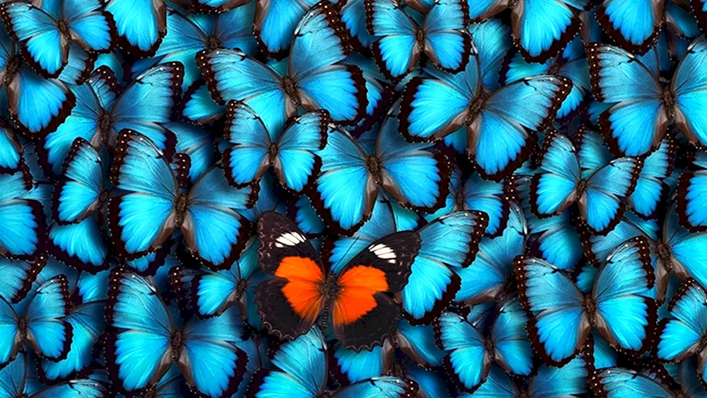 Türkise Schmetterlinge