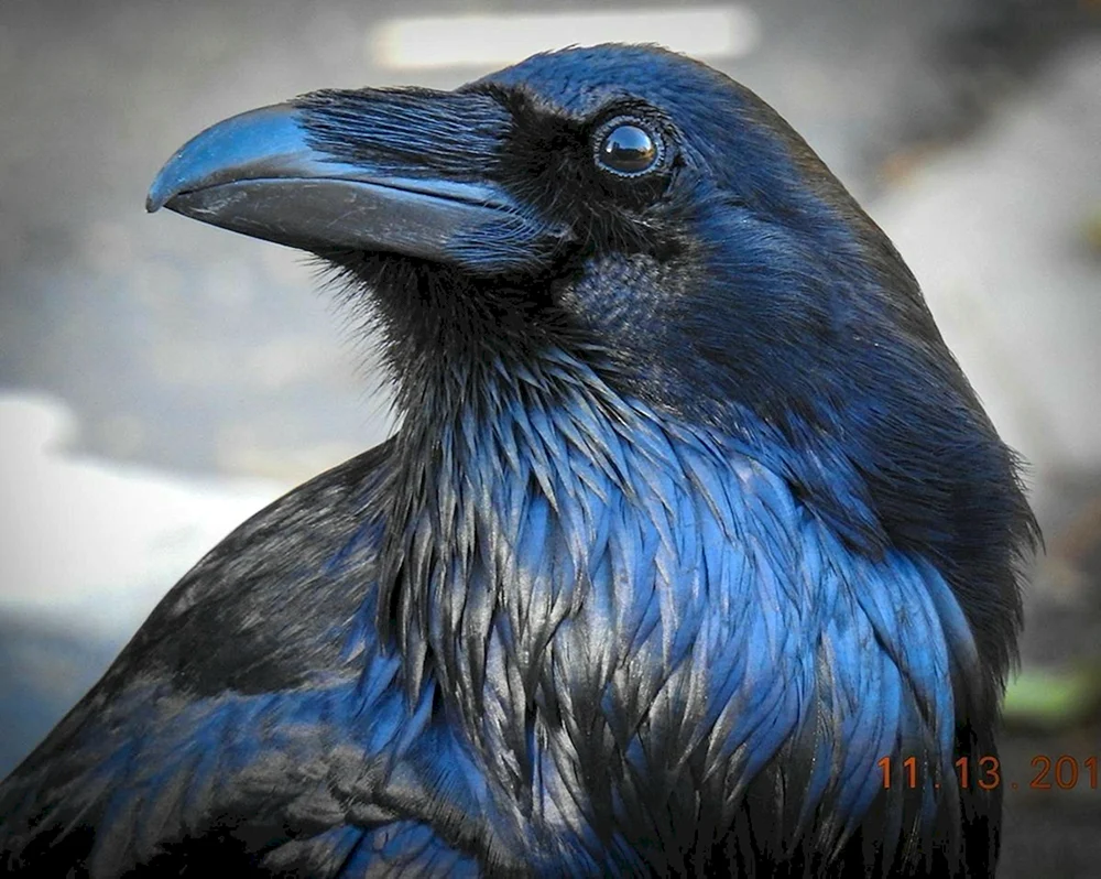 Blauer Galgenvogel