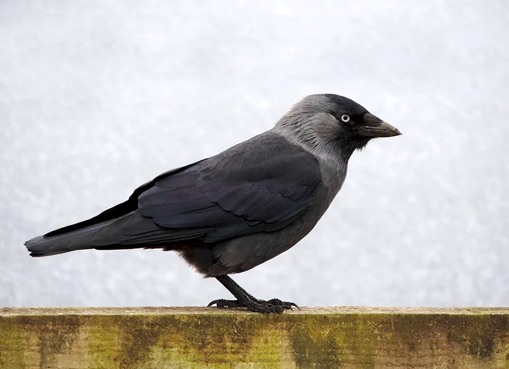 Vogelkiesel