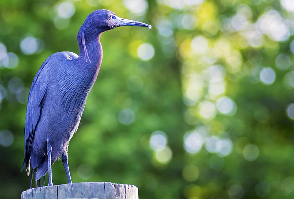 Blauer Vogel