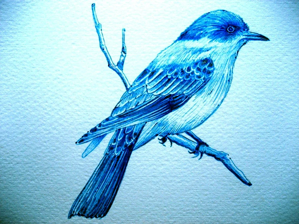 Vögel zeichnen