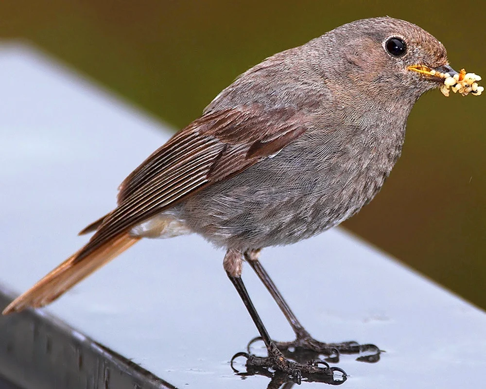 Nightingale chick fledgling fledgling fledgling fledgling fledgling fledgling fledgling