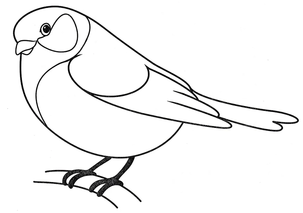 Vogelzeichnung