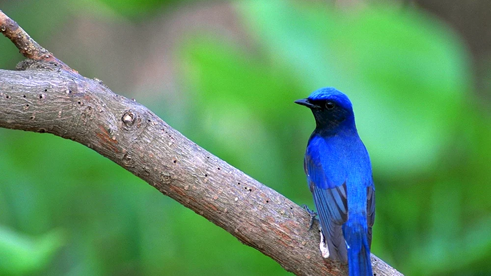 „Blaue und rote Vögel“ Komarova S. 74