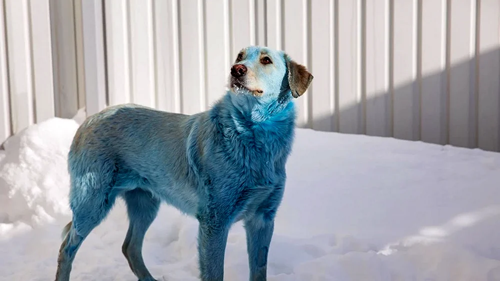 Blaue Hunde in Dzerzhinsk