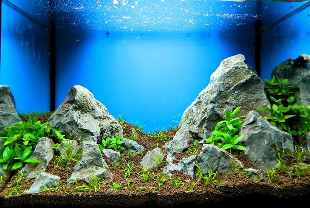 Aquarienhintergrund